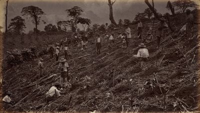 إنشاء مزرعة قهوة في أنتيغوا دي غواتيمالا، 1875، نُشرت عام 1877 (صورة فوتوغرافية) بواسطة ايدويرد مويبريدج