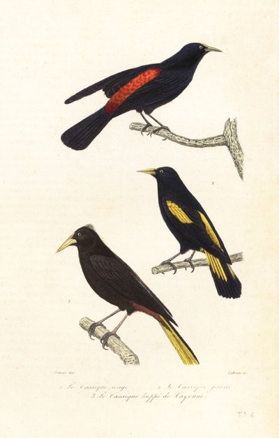 أنواع Cacique و oropendola المتوج. بواسطة Edouard (بعد) Travies