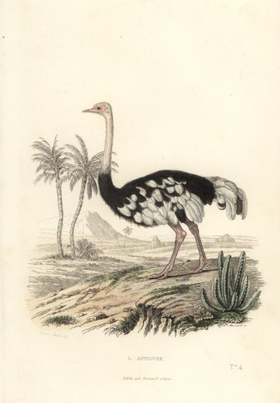 نعامة شائع ، Struthio camelus. بواسطة Edouard (بعد) Travies