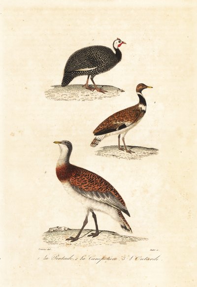 غينياfowl والحبارى. بواسطة Edouard (بعد) Travies