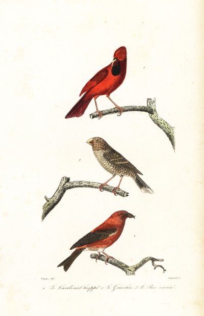 الكاردينال الشمالي ، منقار grosbeak البرازيلي و crossbill. بواسطة Edouard (بعد) Travies