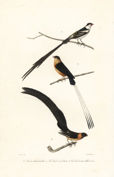 طيور Whydah. بواسطة Edouard (بعد) Travies