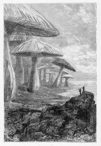 إنها مجرد غابة من عيش الغراب ، كما يقول ، رسمها ريو في "" Voyages Extraordinary "بقلم Jules Verne ، محرر. هيتزل ، بدون تاريخ 19. بواسطة إدوارد ريو