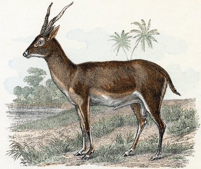Antilope من "الحيوانات المصورة الأبجدية" بواسطة إدوارد ترافيس