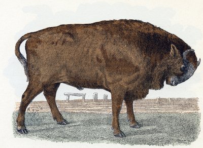 Aurochs (urauch أو auroch) - "الأبجدية توضح الحيوانات" القرن التاسع عشر (نقش) بواسطة إدوارد ترافيس