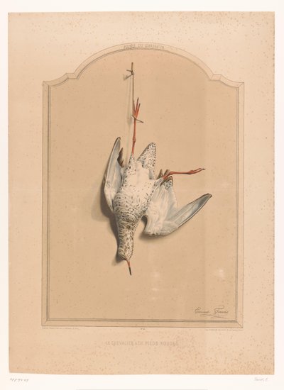 الميت Redshank يتدلى من ساقه Le chevalier aux pieds rouge (العنوان على الكائن) متحف الصياد (عنوان السلسلة) Musée du Chasseur (عنوان السلسلة على الكائن) بواسطة فرانسوا ديلارو