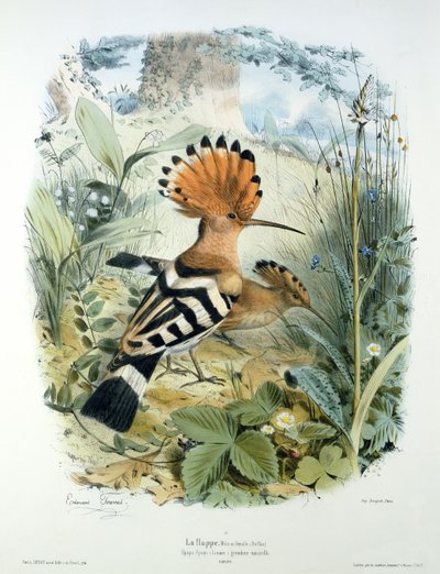 Hoopoe (Upupa Epops) بواسطة إدوارد ترافيس