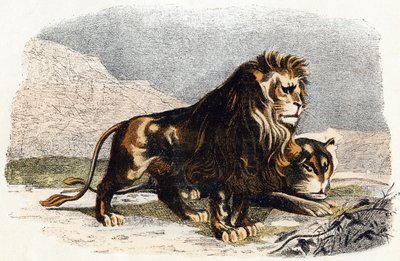 الأسد واللبؤة- "الأبجدية توضح الحيوانات" القرن التاسع عشر (نقش) بواسطة إدوارد ترافيس