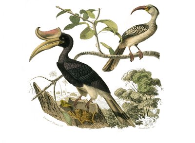 مجلس التاريخ الطبيعي: مجلس علم الحيوان يمثل synactyl passerines بواسطة إدوارد ترافيس