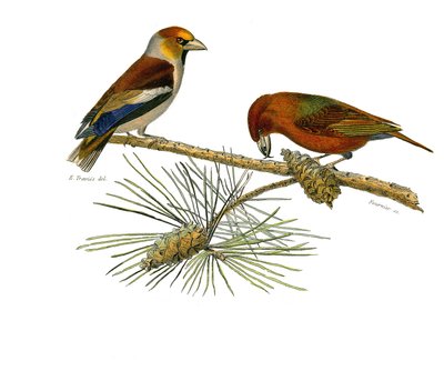 لوحة التاريخ الطبيعي: لوحة علم الحيوان تمثل الجسور المخروطية (منقار مخروطي). فاتورة كبيرة (Grosbeak) و Crossbill (Crossbill). لوحة مأخوذة من المجلدات التسعة عن الطيور في "" الأعمال الكاملة لبوفون "" بقلم عالم الطبيعة جورج لويس لو بواسطة إدوارد ترافيس
