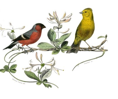 مجلس التاريخ الطبيعي: مجلس علم الحيوان الذي يمثل bouvreuil و Sparrow of France. لوحة مأخوذة من المجلدات التسعة عن الطيور في "" الأعمال الكاملة لبوفون "" كتبها عالم الطبيعة جورج لويس لوكلير ، كونت بوفون بواسطة إدوارد ترافيس