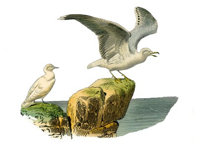 مجلس التاريخ الطبيعي: لوح علم الحيوان يمثل توتيبالام (الصيد تحت الماء). النورس الأبيض و goeland لهما معطف رمادي. لوحة مأخوذة من المجلدات التسعة عن الطيور في "" الأعمال الكاملة لبوفون "" كتبها عالم الطبيعة جورج لويس لوكليرك ، سي بواسطة إدوارد ترافيس