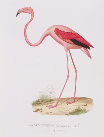 Phenicopterus americanus (Flamenco) (sic) منقوش بواسطة Fournier ، حانة. بواسطة Bougeard بواسطة إدوارد ترافيس