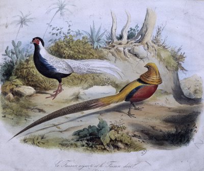Silver pheasant and golden pheasant - desarabi s. de Travies بواسطة إدوارد ترافيس