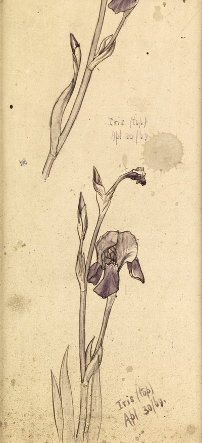 القزحيات ، 1869 بواسطة إدوارد بورن جونز