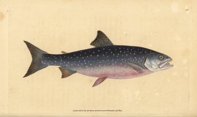 شار القطب الشمالي ، Salvelinus alpinus alpinus (سلمون جبال الألب ، Salmo alpinus). لوح نحاسي ملون يدويًا رسمه ونقشه إدوارد دونوفان من كتابه "التاريخ الطبيعي للأسماك البريطانية" ، دونوفان وإف سي وجيه. ريفينغتون ، لندن بواسطة إدوارد دونوفان