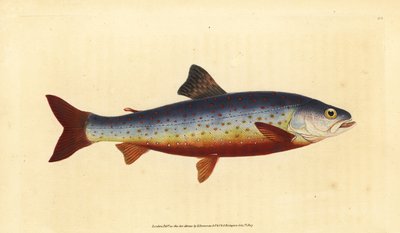 القطب الشمالي شار ، Salvelinus alpinus alpinus (Salvelian Charr ، Salmo salvelinus). لوح نحاسي ملون يدويًا رسمه ونقشه إدوارد دونوفان من كتابه "التاريخ الطبيعي للأسماك البريطانية" ، دونوفان وإف سي و ج. بواسطة إدوارد دونوفان
