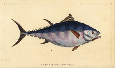 التونة الأطلسية زرقاء الزعانف Thunnus thynnus (مهددة بالانقراض). توني ، سكومبر ثينوس. لوح نحاسي ملون يدويًا رسمه ونقشه إدوارد دونوفان من كتابه التاريخ الطبيعي للأسماك البريطانية دونوفان وف. و ج. ريفينغتون ، لندن بواسطة إدوارد دونوفان