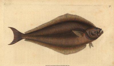 الهلبوت الأطلسي ، Hippoglossus hippoglossus. المهددة بالخطر. (Holibut ، Pleuronectes hippoglossus). لوح نحاسي ملون يدويًا رسمه ونقشه إدوارد دونوفان من كتابه "التاريخ الطبيعي للأسماك البريطانية" ، دونوفان وإف سي و ج. بواسطة إدوارد دونوفان