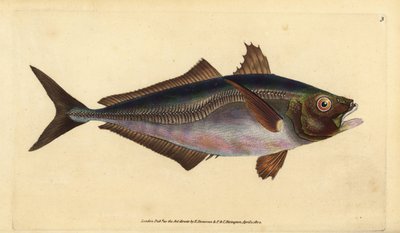 الماكريل الحصان الأطلسي ، Trachurus trachurus (Scad ، Scomber trachurus). لوح نحاسي ملون يدويًا رسمه ونقشه إدوارد دونوفان من كتابه "التاريخ الطبيعي للأسماك البريطانية" ، دونوفان وإف سي و ج. بواسطة إدوارد دونوفان