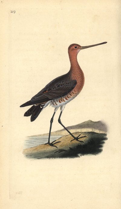 godwit بار الذيل (ذكر) ، ليموزا لابونيكا. لوح نحاسي ملون يدويًا رسمه ونقشه إدوارد دونوفان من كتابه "التاريخ الطبيعي للطيور البريطانية" ، لندن بواسطة إدوارد دونوفان