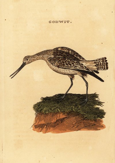 Godwit بار الذيل ، Limosa lapponica بواسطة إدوارد دونوفان