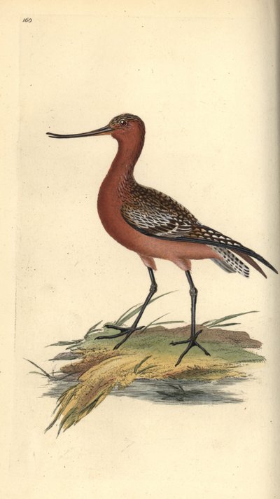 Godwit بار الذيل ، Limosa lapponica. لوح نحاسي ملون يدويًا رسمه ونقشه إدوارد دونوفان من كتابه "التاريخ الطبيعي للطيور البريطانية" ، لندن بواسطة إدوارد دونوفان