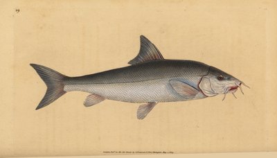باربل ملتحي (Cyprinus beared). لوح نحاسي ملون يدويًا رسمه ونقشه إدوارد دونوفان من كتابه "التاريخ الطبيعي للأسماك البريطانية" ، دونوفان وإف سي و ج. بواسطة إدوارد دونوفان