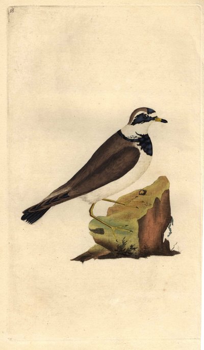 الزقزاق الكبير. Charadrius hiaticula. نقش على النحاس بواسطة إدوارد دونوفان (1768-1837) ، نُشر في التاريخ الطبيعي للطيور البريطانية ، لندن بواسطة إدوارد دونوفان