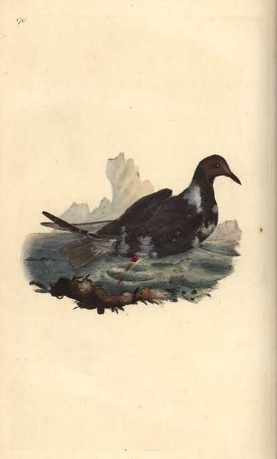نورس أسود الرأس ، Chroicocephalus ridibundus ، في ريش الصيف برأس بني. لوح نحاسي ملون يدويًا رسمه ونقشه إدوارد دونوفان من كتابه "التاريخ الطبيعي للطيور البريطانية" ، لندن بواسطة إدوارد دونوفان