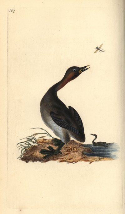 أسود الذقن grebe ، Podiceps hebridicus. (Little grebe ، Tachybaptus ruficollis؟) لوحة نحاسية ملونة يدويًا رسمها ونقشها إدوارد دونوفان من كتابه "التاريخ الطبيعي للطيور البريطانية" ، لندن بواسطة إدوارد دونوفان
