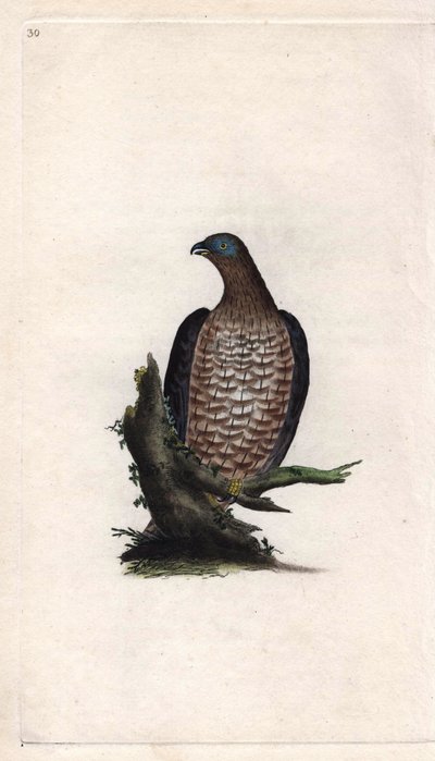 أبله بوندري. Pernis apivorus (Falco apivorus). نقش على النحاس بواسطة إدوارد دونوفان (1768-1837) ، نُشر في التاريخ الطبيعي للطيور البريطانية ، لندن بواسطة إدوارد دونوفان