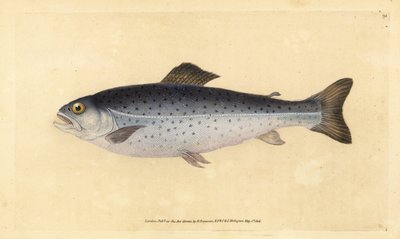 التراوت البني ، Salmo trutta (مخيط ، Salmo cambricus). لوح نحاسي ملون يدويًا رسمه ونقشه إدوارد دونوفان من كتابه التاريخ الطبيعي للأسماك البريطانية دونوفان وف. و ج. ريفينغتون ، لندن بواسطة إدوارد دونوفان