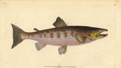 التراوت البني ، Salmo trutta fario (Trout، Salmo fario). لوح نحاسي ملون يدويًا رسمه ونقشه إدوارد دونوفان من كتابه "التاريخ الطبيعي للأسماك البريطانية" ، دونوفان وإف سي و ج. بواسطة إدوارد دونوفان