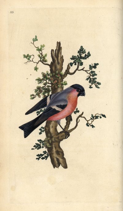 Bullfinch ، بيرهولا بيرهولا. لوح نحاسي ملون يدويًا رسمه ونقشه إدوارد دونوفان من كتابه "التاريخ الطبيعي للطيور البريطانية" ، لندن بواسطة إدوارد دونوفان