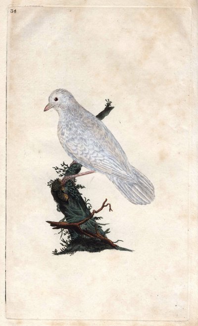 تشينيس جاي. Garrulus glandarius. نقش على النحاس بواسطة إدوارد دونوفان (1768-1837) ، نُشر في التاريخ الطبيعي للطيور البريطانية ، لندن بواسطة إدوارد دونوفان