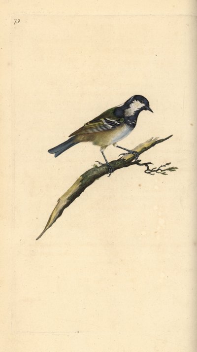 الفحم هو ، Periparus ater. لوح نحاسي ملون يدويًا رسمه ونقشه إدوارد دونوفان من كتابه "التاريخ الطبيعي للطيور البريطانية" ، لندن بواسطة إدوارد دونوفان