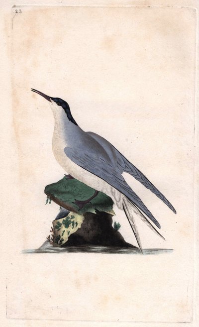 الخرشنة المشتركة. ستيرنا هيروندو. نقش على النحاس بواسطة إدوارد دونوفان (1768-1837) ، نُشر في التاريخ الطبيعي للطيور البريطانية ، لندن بواسطة إدوارد دونوفان