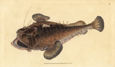 سمكة الصياد المشتركة Lophius piscatorius. لوح نحاسي ملون يدويًا رسمه ونقشه إدوارد دونوفان من كتابه "التاريخ الطبيعي للأسماك البريطانية" ، دونوفان وإف سي وجيه. ريفينغتون ، لندن بواسطة إدوارد دونوفان