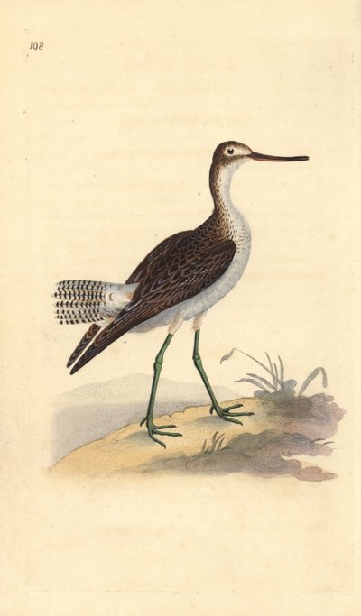 نبات الخضر الشائع ، Tringa nebularia. لوح نحاسي ملون يدويًا رسمه ونقشه إدوارد دونوفان من كتابه "التاريخ الطبيعي للطيور البريطانية" ، لندن بواسطة إدوارد دونوفان