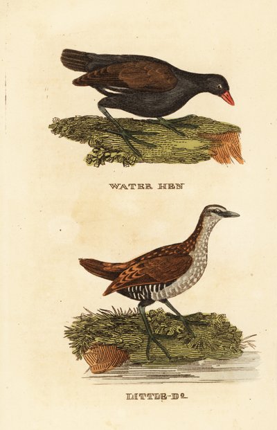Common moorhen, Gallinula chloropus, and spotted crake, Porzana porzana بواسطة إدوارد دونوفان