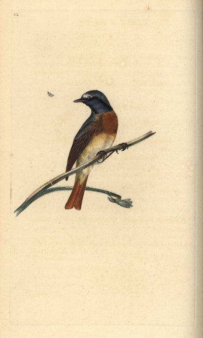 النقطة الحمراء المشتركة Phoenicurus phoenicurus. لوح نحاسي ملون يدويًا رسمه ونقشه إدوارد دونوفان من كتابه "التاريخ الطبيعي للطيور البريطانية" ، لندن بواسطة إدوارد دونوفان