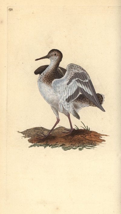 الرمل الشائع ، Actitis hypoleucos. لوح نحاسي ملون يدويًا رسمه ونقشه إدوارد دونوفان من كتابه "التاريخ الطبيعي للطيور البريطانية" ، لندن بواسطة إدوارد دونوفان