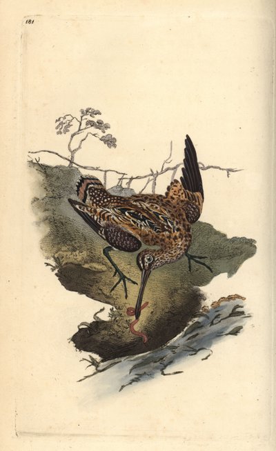 القنص الشائع ، Gallinago gallinago ، اصطياد دودة. لوح نحاسي ملون يدويًا رسمه ونقشه إدوارد دونوفان من كتابه "التاريخ الطبيعي للطيور البريطانية" ، لندن بواسطة إدوارد دونوفان