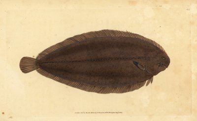 نعل مشترك أو نعل دوفر ، Solea solea (Pleuronectes solea). لوح نحاسي ملون يدويًا رسمه ونقشه إدوارد دونوفان من كتابه "التاريخ الطبيعي للأسماك البريطانية" ، دونوفان وإف سي و ج. بواسطة إدوارد دونوفان