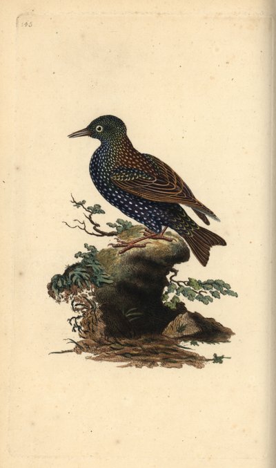 الزرزور الشائع ، Sturnus vulgaris. لوح نحاسي ملون يدويًا رسمه ونقشه إدوارد دونوفان من كتابه "التاريخ الطبيعي للطيور البريطانية" ، لندن بواسطة إدوارد دونوفان
