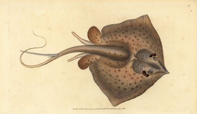 الراي اللاسع الشائع ، Dasyatis pastinaca (Sting ray ، Raja pastinacea). لوح نحاسي ملون يدويًا رسمه ونقشه إدوارد دونوفان من كتابه "التاريخ الطبيعي للأسماك البريطانية" ، دونوفان وإف سي و ج. بواسطة إدوارد دونوفان
