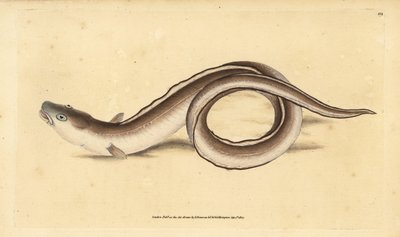Conger eel، Muraena conger. لوح نحاسي ملون يدويًا رسمه ونقشه إدوارد دونوفان من كتابه "التاريخ الطبيعي للأسماك البريطانية" ، دونوفان وإف سي و ج. بواسطة إدوارد دونوفان