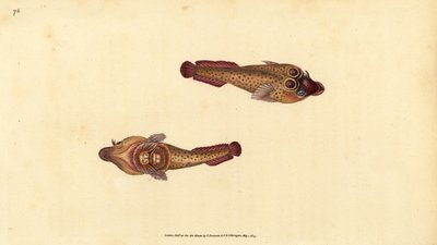 مصاصة كورنيش ، Lepadogaster purpurea (مصاصة Ocellated ، Cyclopterus ocellatus). لوح نحاسي ملون يدويًا رسمه ونقشه إدوارد دونوفان من كتابه "التاريخ الطبيعي للأسماك البريطانية" ، دونوفان وإف سي و ج. بواسطة إدوارد دونوفان
