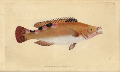 نبات الوقواق ، Labrus mixtus (Trimaculated wrasse ، Labrus trimaculatus). لوح نحاسي ملون يدويًا رسمه ونقشه إدوارد دونوفان من كتابه "التاريخ الطبيعي للأسماك البريطانية" ، دونوفان وإف سي و ج. بواسطة إدوارد دونوفان